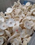 Averys-Albino-psilocybe-cubensis.jpg