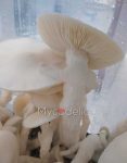 Averys-Albino-psilocybe-cubensis.jpg
