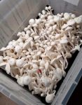 Averys-Albino-psilocybe-cubensis.jpg
