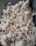 Averys-Albino-psilocybe-cubensis.jpg
