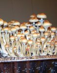 blue-meanie-psilocybe-cubensis.jpg