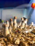 psilocybe-cubensis-burma-01.jpg