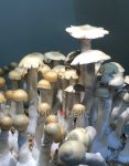 psilocybe-cubensis-burma-01.jpg