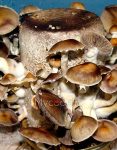 cambodian-psilocybe-cubensis.jpg
