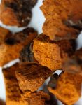 chaga-mycodelic.png