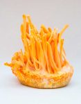 cordyceps-millitaris.jpg
