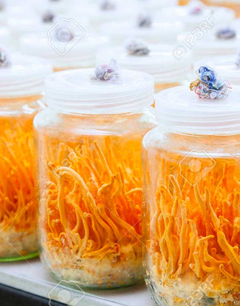 cordyceps-millitaris-2.jpg