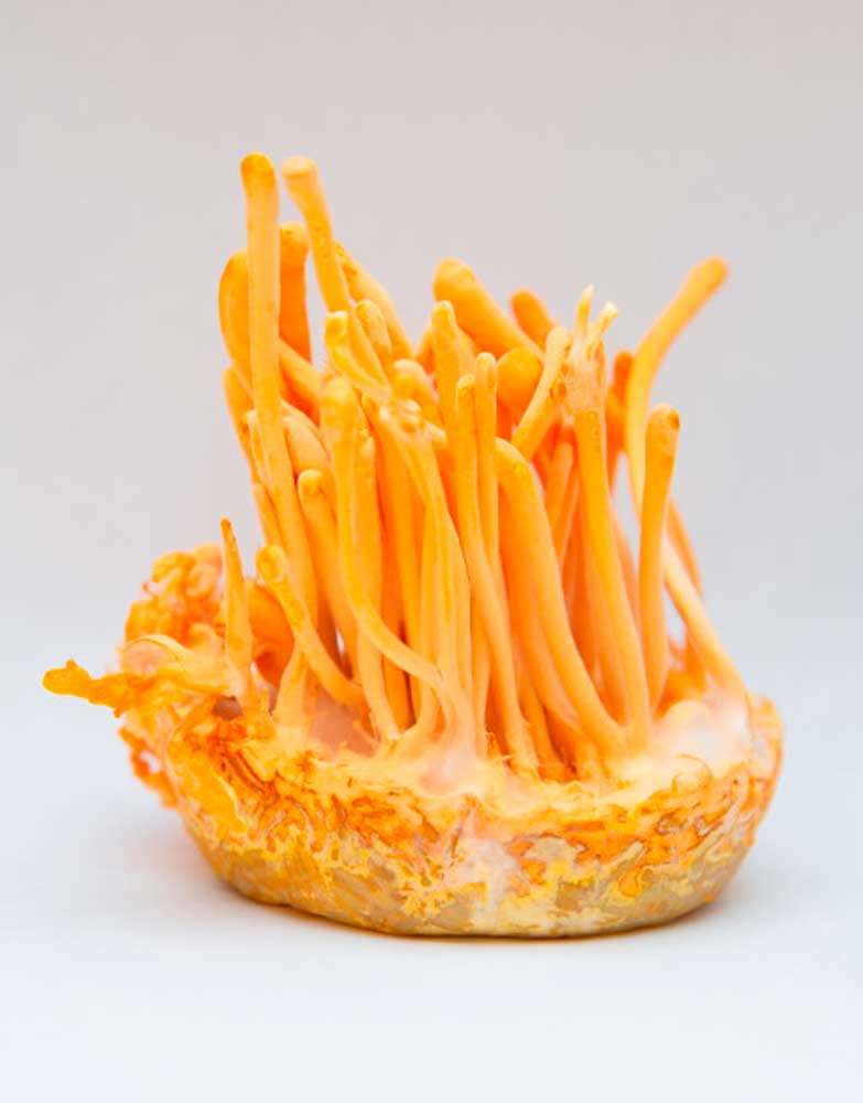 cordyceps-millitaris.jpg