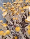 golden-halo-psilocybe-cubensis.jpg