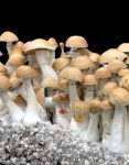 hillbilly-psilocybe-cubensis-2.jpg