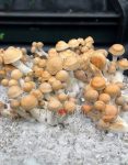 hillbilly-psilocybe-cubensis-2.jpg