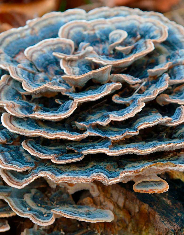 hongo-cola-de-pavo-coriolus-versicolor-2.jpg