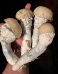 og-melmac-psilocybe-cubensis.jpg