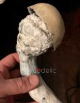 og-melmac-psilocybe-cubensis.jpg