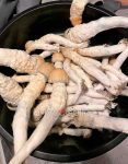 og-melmac-psilocybe-cubensis.jpg