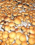 pes-hawaiian-psilocybe-cubensis-2.jpg