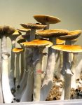 pes-hawaiian-psilocybe-cubensis-2.jpg
