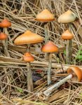 psilocybe-azurescens.jpg