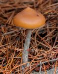 psilocybe-azurescens.jpg