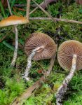 psilocybe-azurescens.jpg