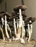 psilocybe-cubensis-bakm-1.jpg
