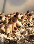 psilocybe-cubensis-bakm-1.jpg