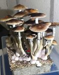 psilocybe-cubensis-bakm-1.jpg