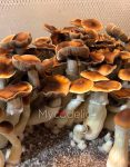 psilocybe-cubensis-blue-mongolia.jpg