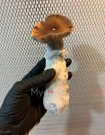 psilocybe-cubensis-blue-mongolia.jpg