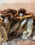 psilocybe-cubensis-blue-mongolia.jpg