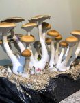 psilocybe-cubensis-burma-01.jpg