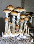 psilocybe-cubensis-ecuador-1.jpg