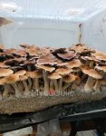 psilocybe-cubensis-full-moon-party.jpg
