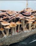 psilocybe-cubensis-full-moon-party.jpg