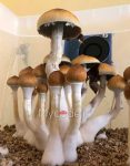 psilocybe-cubensis-huautla.jpg