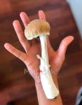psilocybe-cubensis-huautla.jpg
