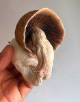 psilocybe-cubensis-huautla.jpg