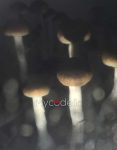 psilocybe-cubensis-mckennaii.jpg