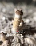 psilocybe-cubensis-mckennaii.jpg