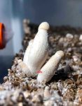 psilocybe-cubensis-moby-dick-1.jpg