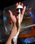 psilocybe-cubensis-moby-dick-1.jpg