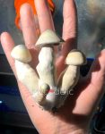 psilocybe-cubensis-moby-dick-1.jpg