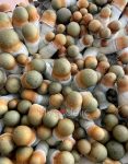 psilocybe-cubensis-penis-envy-uncut-4.jpg