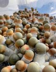psilocybe-cubensis-penis-envy-uncut-4.jpg