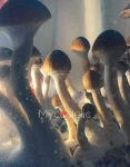 psilocybe-cubensis-thai-ban-hua-thanon.jpg