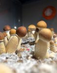 psilocybe-cubensis-thai-koh-samui-super-strain-2.jpg
