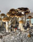 psilocybe-cubensis-thai-koh-samui-super-strain-2.jpg
