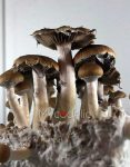 psilocybe-cubensis-thai-koh-samui-super-strain-2.jpg