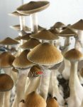 psilocybe-cubensis-tulum-2.jpg