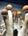 psilocybe-cubensis-tulum-2.jpg